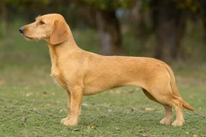 Westphalian Dachsbracke — Yellow coat