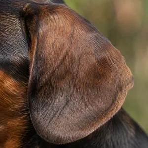 Westphalian Dachsbracke — ears