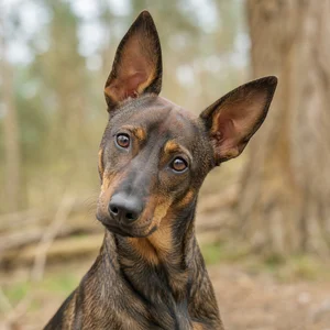 Westphalian Dachsbracke — alert