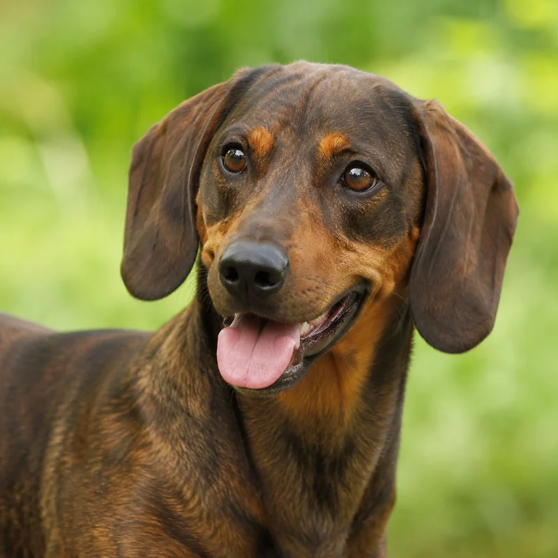 Westphalian Dachsbracke — happy
