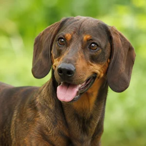 Westphalian Dachsbracke — happy