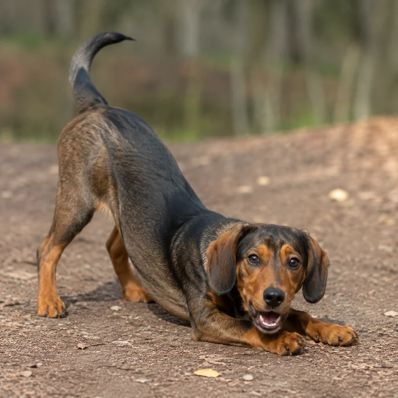 Westphalian Dachsbracke — playful