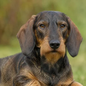 Westphalian Dachsbracke — relaxed