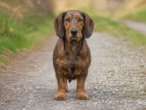 Westphalian Dachsbracke — front