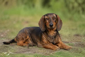 Westphalian Dachsbracke — lying down
