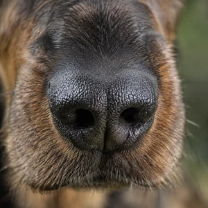Westphalian Dachsbracke — nose