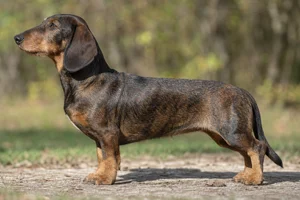 Westphalian Dachsbracke dog