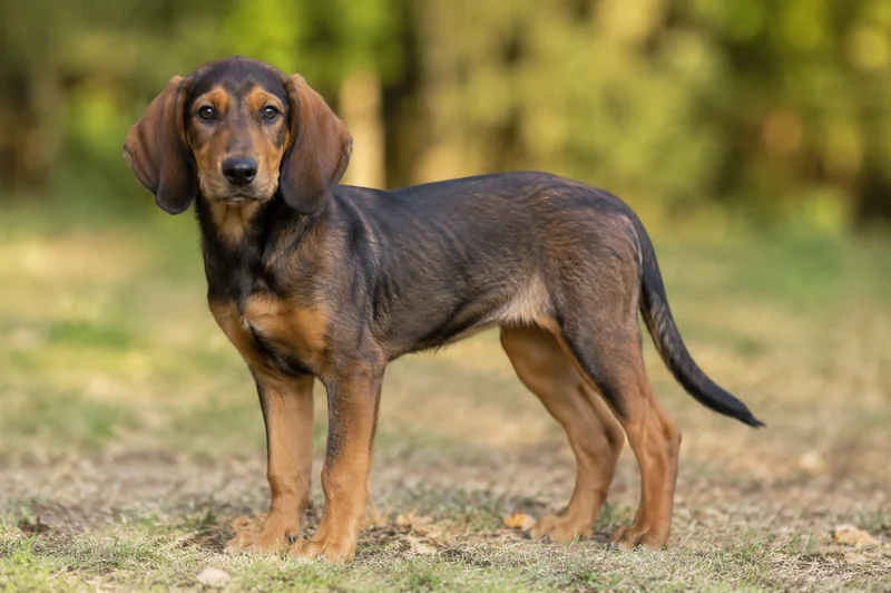 Westphalian Dachsbracke — puppy (~4 mo)