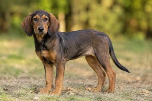 Westphalian Dachsbracke — puppy (~4 mo)
