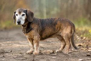 Westphalian Dachsbracke — senior