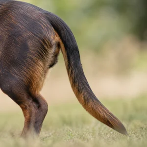 Westphalian Dachsbracke — tail