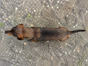 Westphalian Dachsbracke — top