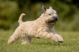 Wheaten Terrier — running