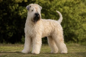 Wheaten Terrier — adult
