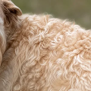 Wheaten Terrier — coat texture