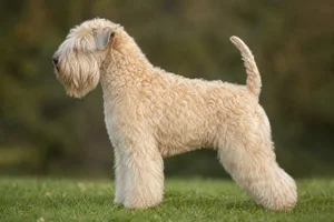 Wheaten Terrier — Wheaten coat