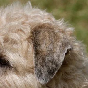 Wheaten Terrier — ears