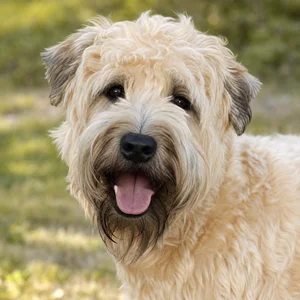 Wheaten Terrier — happy