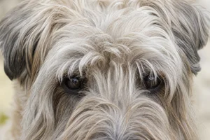 Wheaten Terrier — eyes