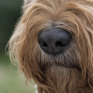 Wheaten Terrier — nose