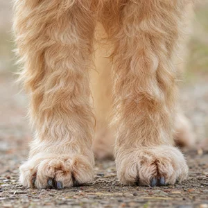 Wheaten Terrier — paws
