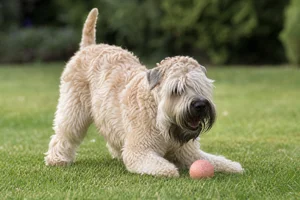 Wheaten Terrier — playing