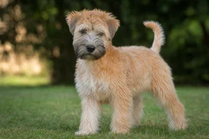 Wheaten Terrier — puppy (~4 mo)
