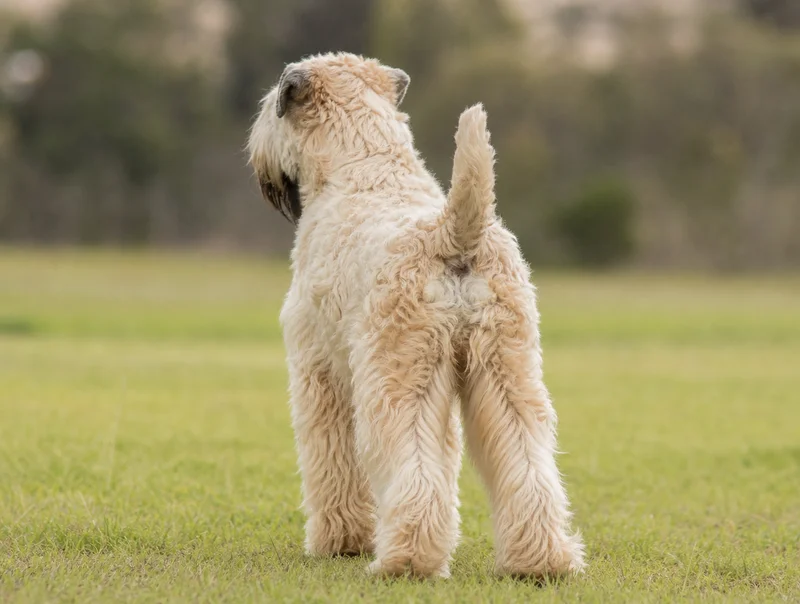 Wheaten Terrier — rear