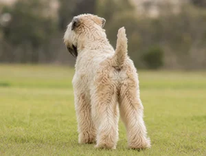 Wheaten Terrier — rear