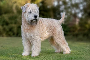 Wheaten Terrier — senior