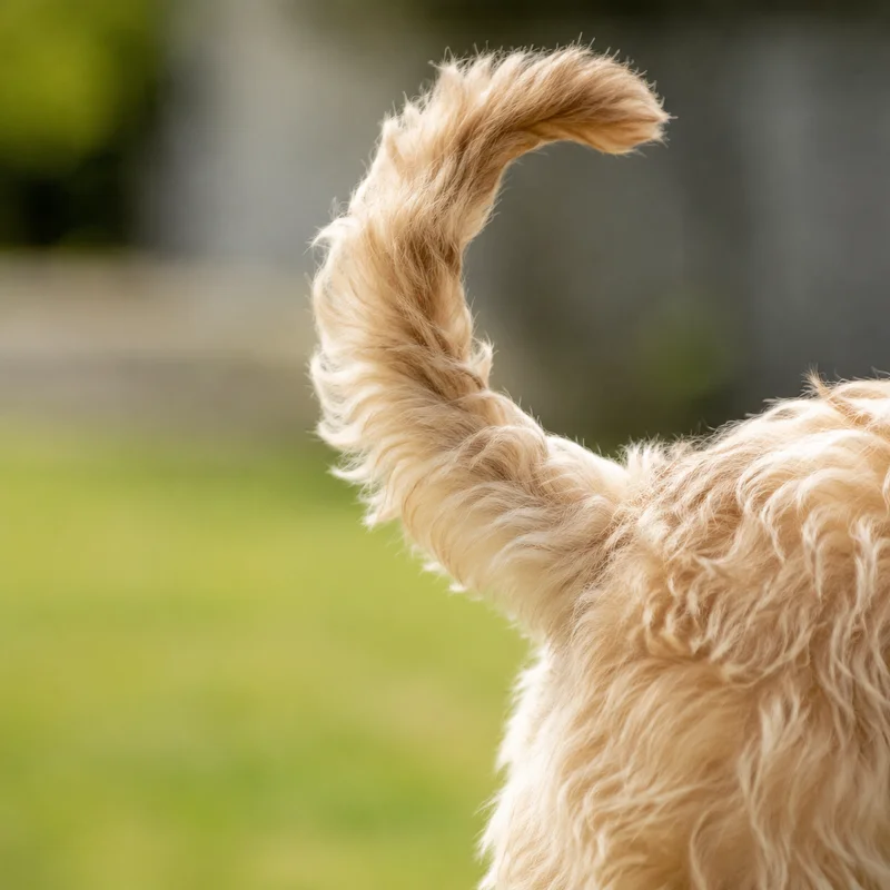 Wheaten Terrier — tail