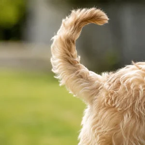 Wheaten Terrier — tail