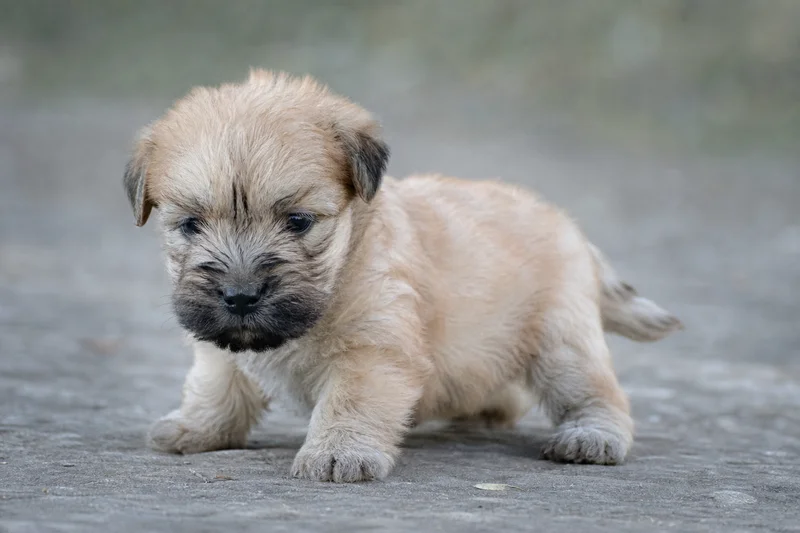 Wheaten Terrier — young puppy (~1 mo)