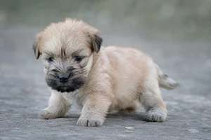 Wheaten Terrier — young puppy (~1 mo)