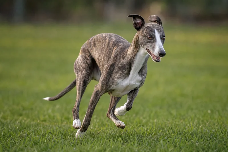 Whippet — running