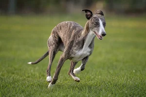 Whippet — running