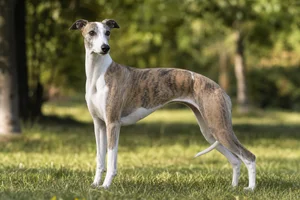 Whippet — adult