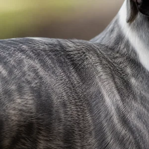 Whippet — coat texture