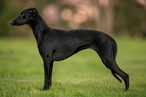 Whippet — black coat