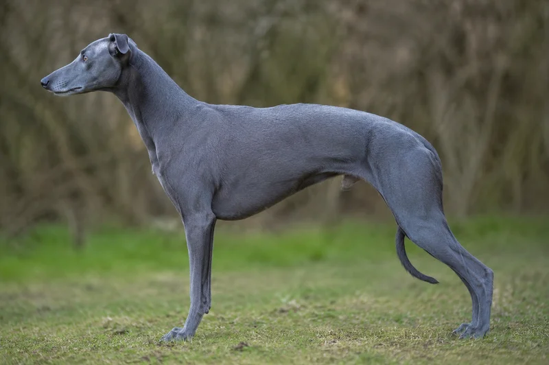 Whippet — blue coat