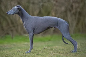 Whippet — blue coat