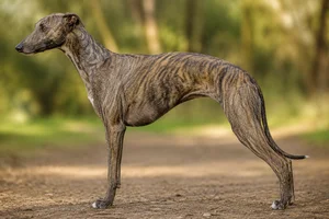 Whippet — brindle coat