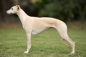 Whippet — cream coat