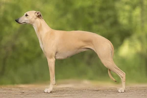 Whippet — fawn coat