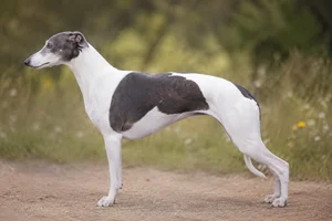 Whippet — parti-color coat