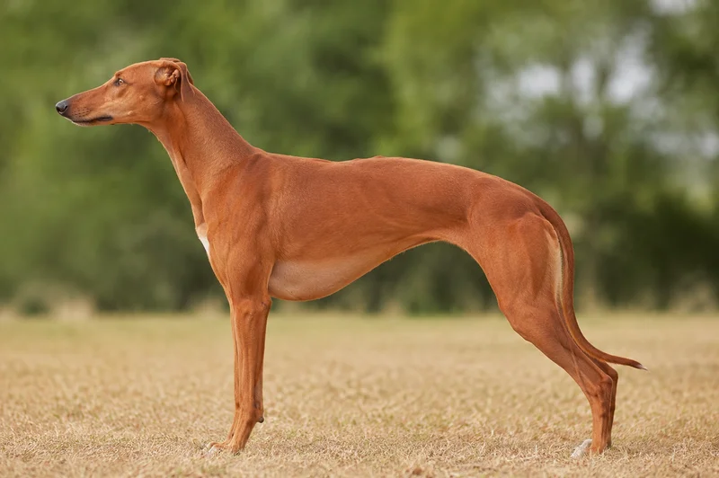 Whippet — red coat