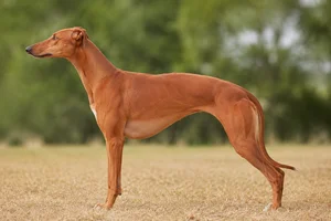 Whippet — red coat
