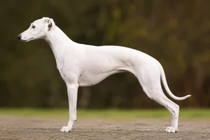 Whippet — white coat