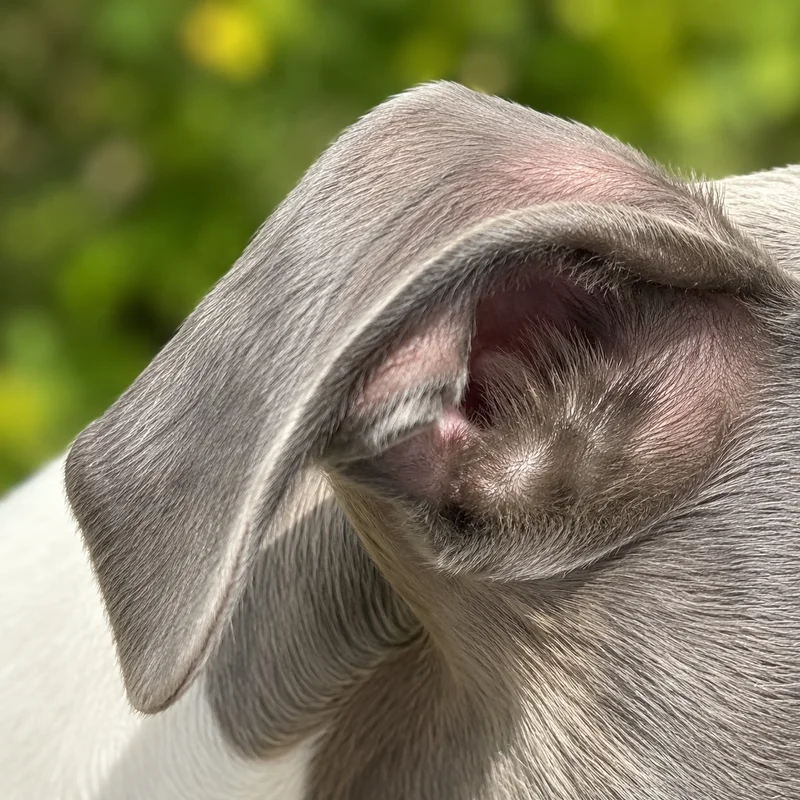 Whippet — ears