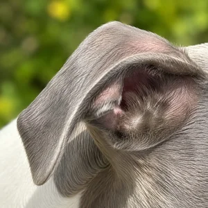 Whippet — ears